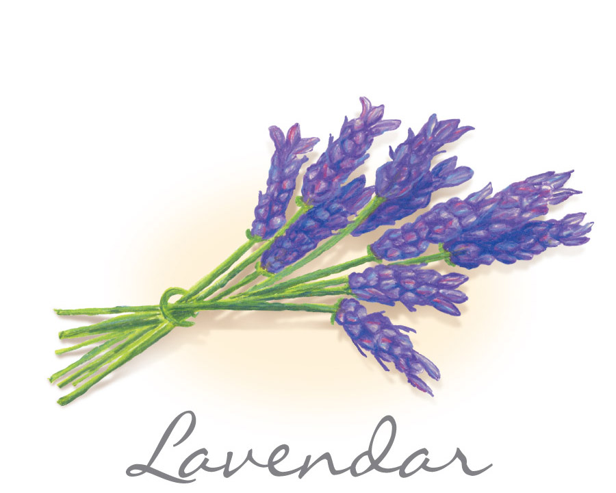 lavendar