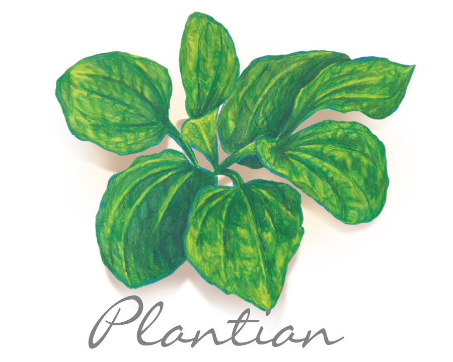plantain